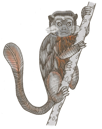 < Tití gris (Saguinus leucopus) Ilustración Catalina Villegas