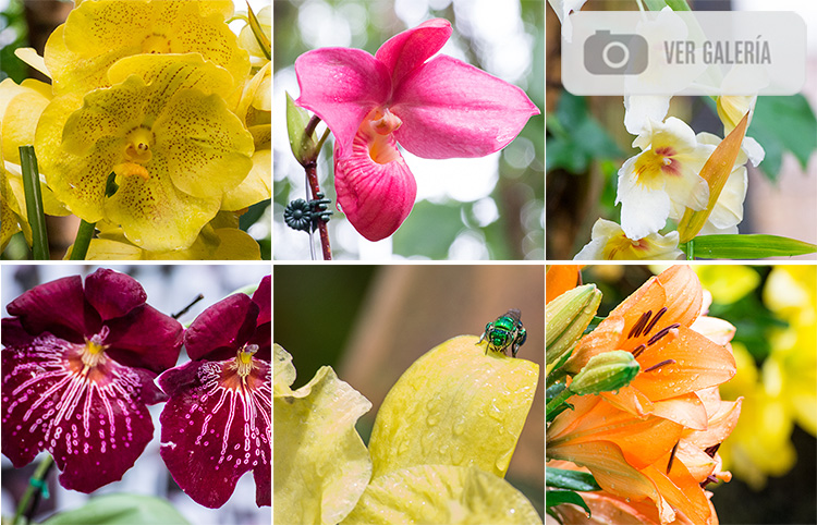 ORQUÍDEAS, PAJAROS Y FLORES 2016