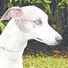 Antonia-y-cuauhtemoc-whippet