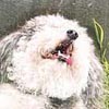 Tito-el-french-poodle