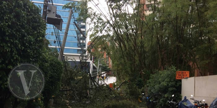 arbol caido lluvia cortesia