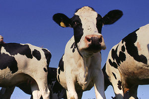 cows