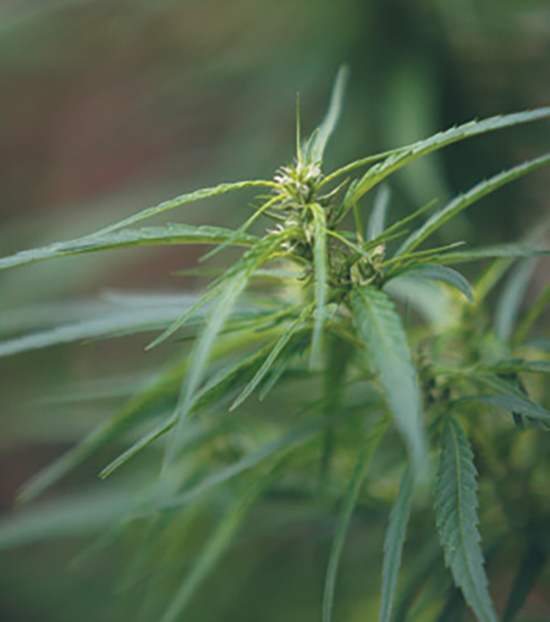 La marihuana, entre mitos y realidades (2) La marihuana, entre mitos y realidades (2)