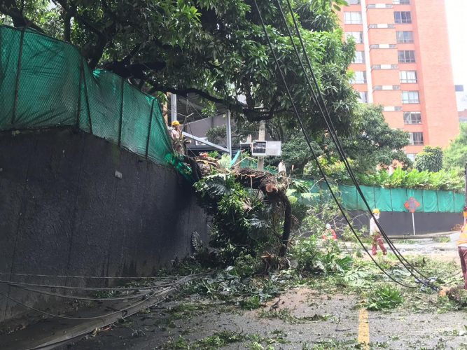 Árbol caído en lote donde se construye Montreal