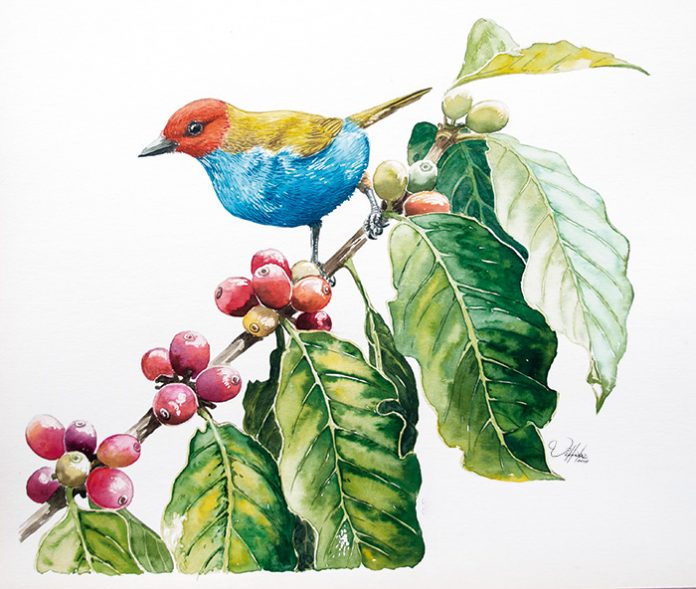 Tangara Gyrola Las aves adornan el paisaje cafetero Tangara Gyrola Las aves adornan el paisaje cafetero
