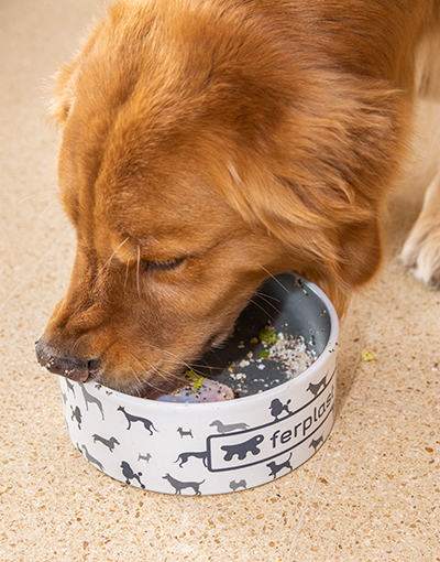 Alimentación natural para perros y gatos - Mascotas