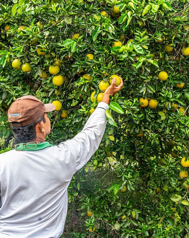 El Suroeste antioqueño es tierra de naranjas dulces y refrescantes El Suroeste antioqueño es tierra de naranjas dulces y refrescantes