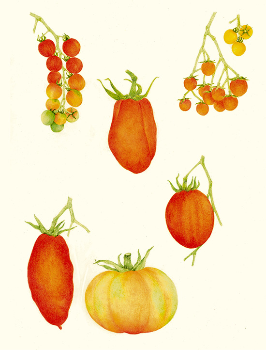 Variedades de tomates Rojos: Originarios de Suramérica, a la hora de comprar hay que escogerlos maduros, de piel lisa y sin manchas. Variedades de tomates Rojos: Originarios de Suramérica, a la hora de comprar hay que escogerlos maduros, de piel lisa y sin manchas.