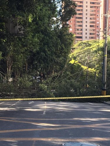 árbol caído en loma de El Tesoro