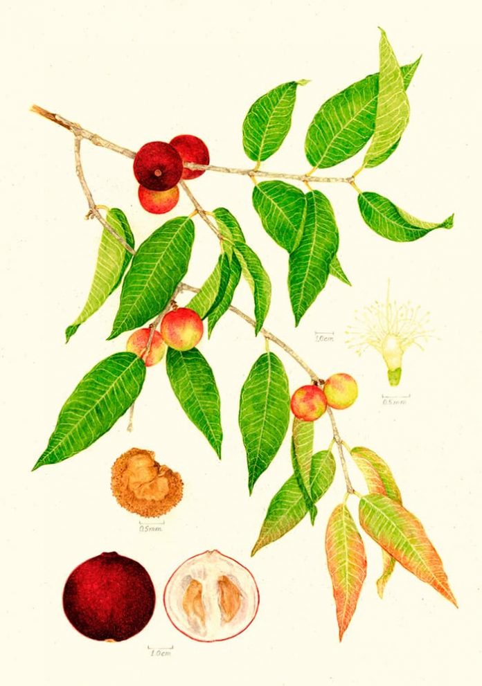 Camu-Camu
