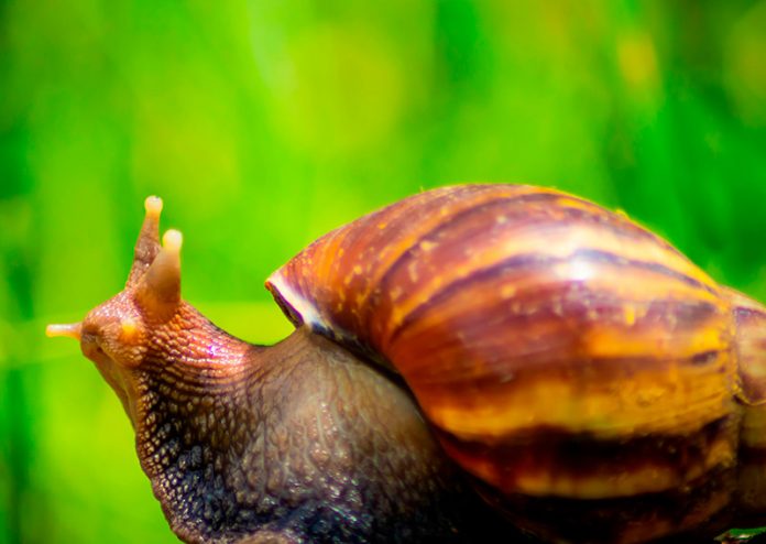 Caracol africano en El Poblado ya fue visto en Castropol Caracol africano en El Poblado ya fue visto en Castropol