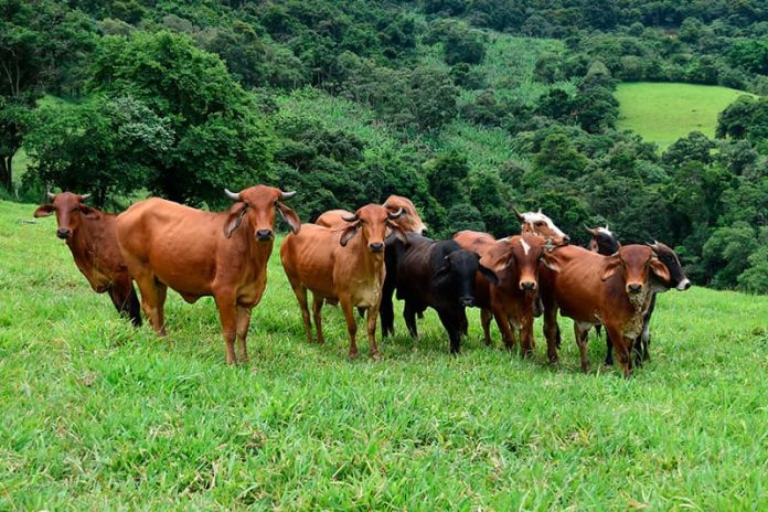 crisis climática proviene en gran parte a la deforestación crisis climática proviene en gran parte a la deforestación