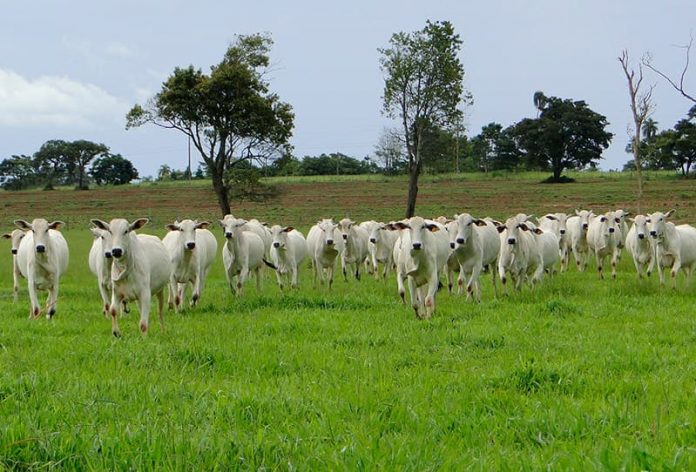 Al reducir el consumo de carne le estará haciendo un favor al planeta Al reducir el consumo de carne le estará haciendo un favor al planeta