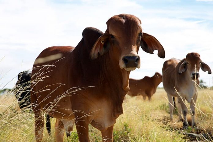 El impacto de la producción de carne en el planeta en el Medio Ambiente El impacto de la producción de carne en el planeta en el Medio Ambiente