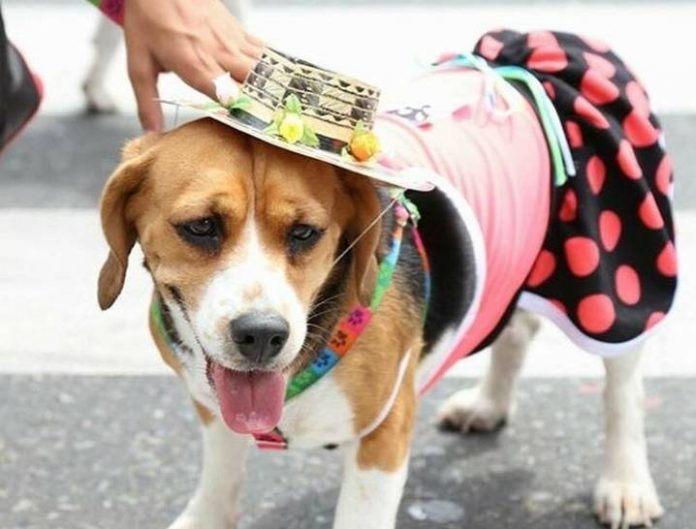 caminata-canina Programación de la Feria de las Flores Medellín del domingo 4 de agosto