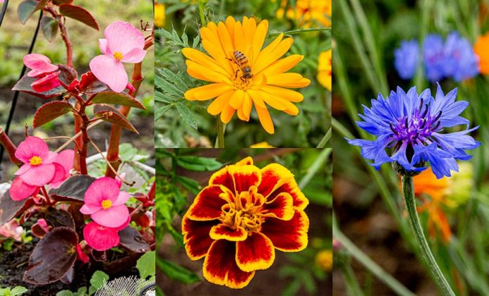 Especies Flores comestibles Especies Flores comestibles