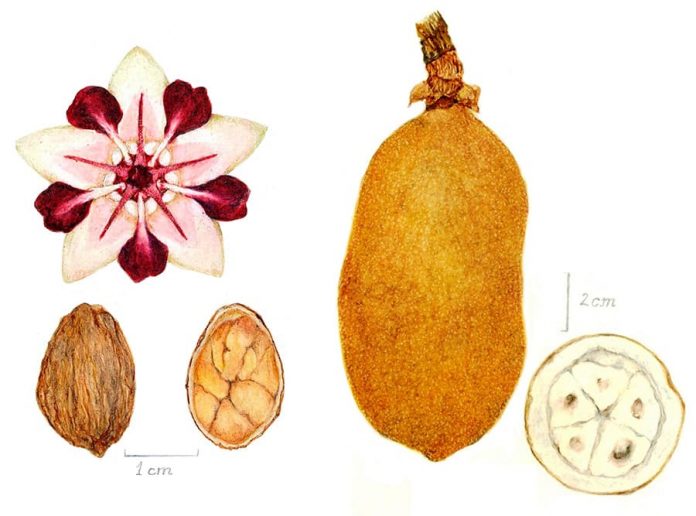 Copoazú o cacao blanco Copoazú o cacao blanco