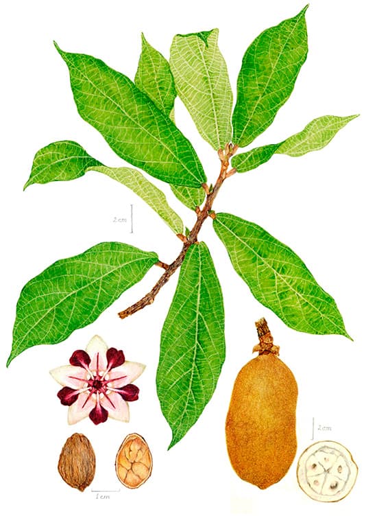 Copoazú o cacao blanco