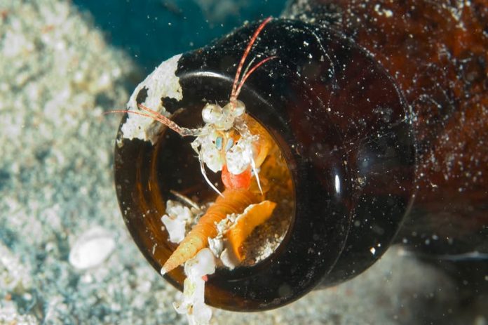 contaminacion-de-los--oceanos