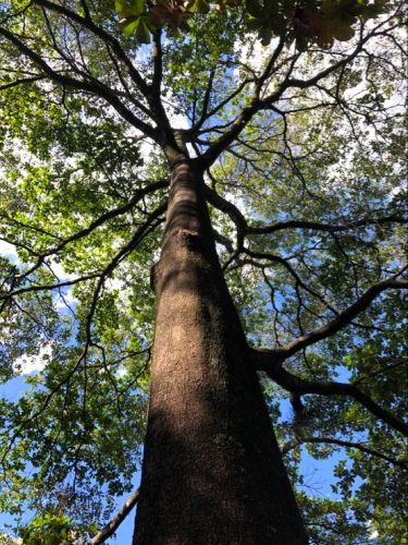 Terminalia Ivorensis