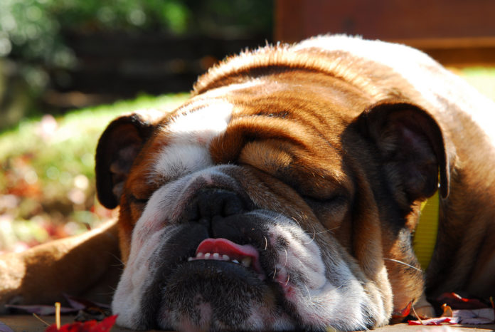 Recomendaciones para cuidar a las mascotas del calor Recomendaciones para cuidar a las mascotas del calor
