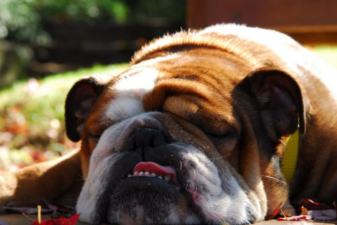Recomendaciones para cuidar a las mascotas del calor Recomendaciones para cuidar a las mascotas del calor
