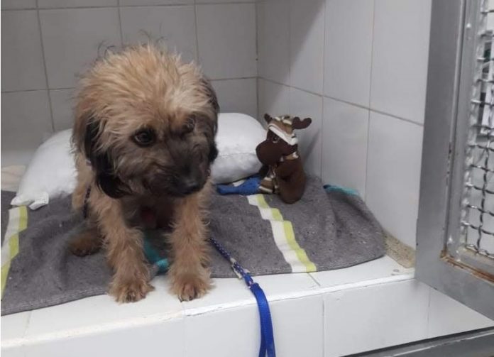Cirilo Perro rescatado de Hidroituango
