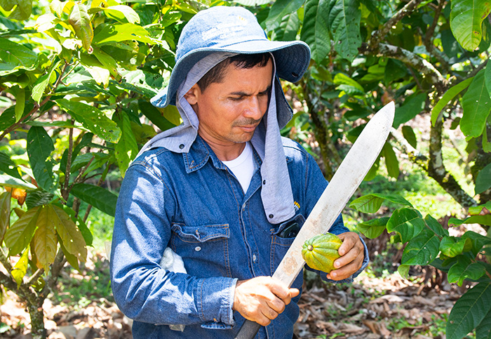 Uno de los procesos más importantes es abrir el cacao para sacar los granos.