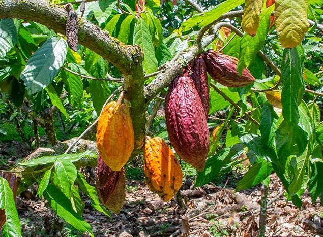Colombia produce cacao fino Colombia produce cacao fino