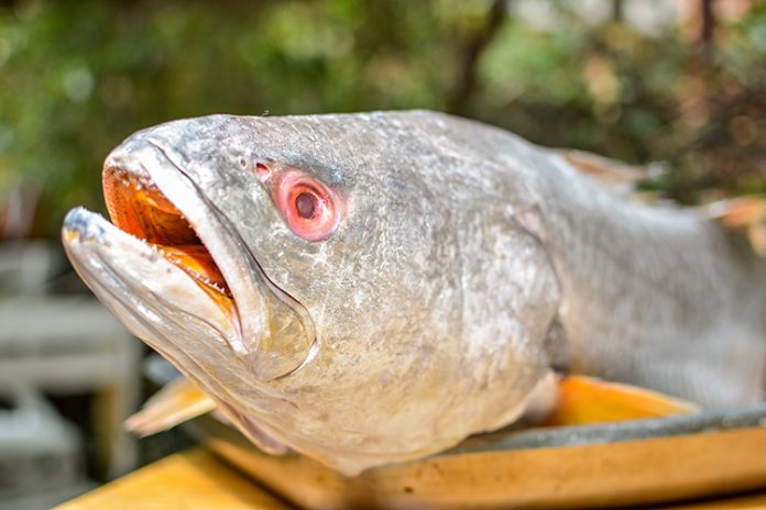 Criterios para ejercer un consumo responsable de pescado Criterios para ejercer un consumo responsable de pescado