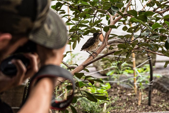 Gracias a eBird pueden hacer un monitoreo de especies de aves en colombia y el mundo. especies de aves en estación Cocorná, en el Magdalena Medio antioqueño Gracias a eBird pueden hacer un monitoreo de especies de aves en colombia y el mundo. especies de aves en estación Cocorná, en el Magdalena Medio antioqueño