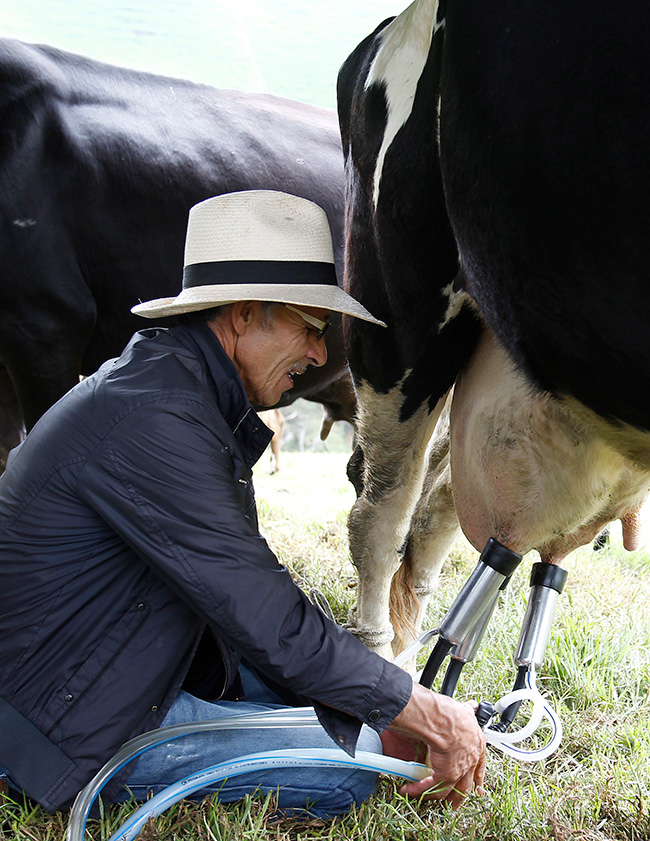 De-la-teta-a-la-mesa-05 San Pedro de los Milagros es el municipio que más produce leche por metro cuadrado en Colombia.