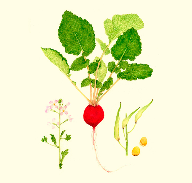 El rábano es picante, aporta frescura y crocancia. Este vegetal viene de Asia, aunque se sabe que era muy popular en las cocina del antiguo Egipto. El rábano es picante, aporta frescura y crocancia. Este vegetal viene de Asia, aunque se sabe que era muy popular en las cocina del antiguo Egipto.
