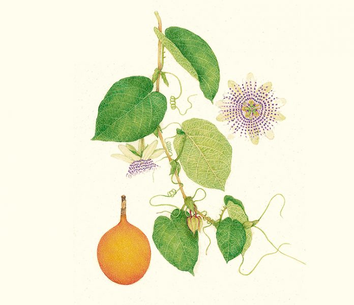 La granadilla, Esa coqueta pecosa La granadilla, Esa coqueta pecosa