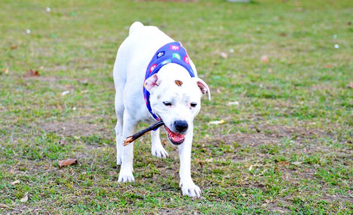 La endogamia en las mascotas La endogamia en las mascotas