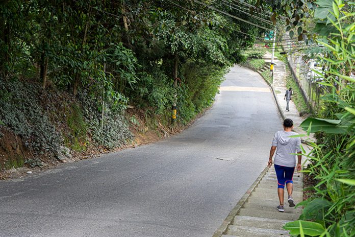 Los Mangos supera al túnel verde en árboles por talar Los Mangos supera al túnel verde en árboles por talar