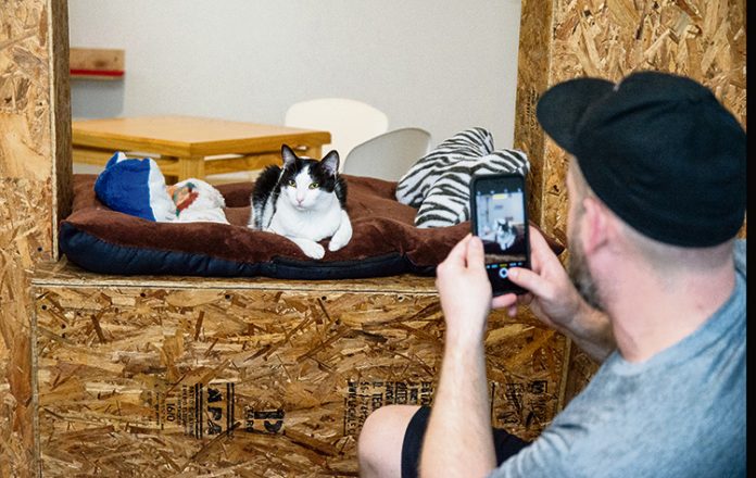 El Catfesito: un café con expresiones felinas El Catfesito: un café con expresiones felinas