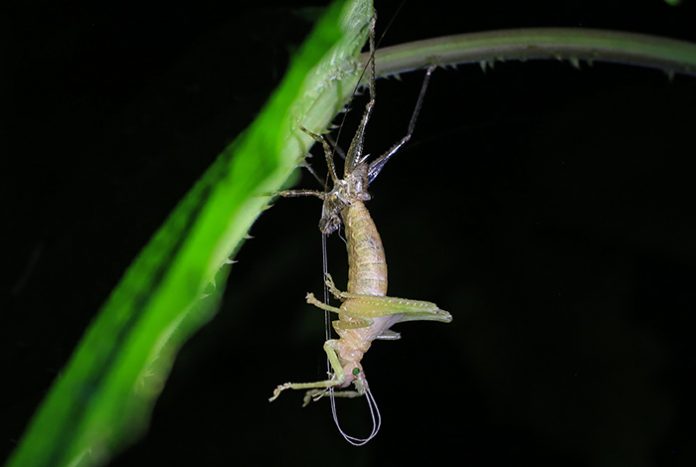 Expedición de Eafit halló nuevas especies en Anorí Expedición de Eafit halló nuevas especies en Anorí