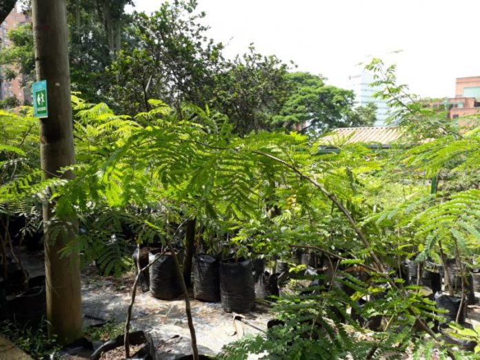 Vivero Vivero