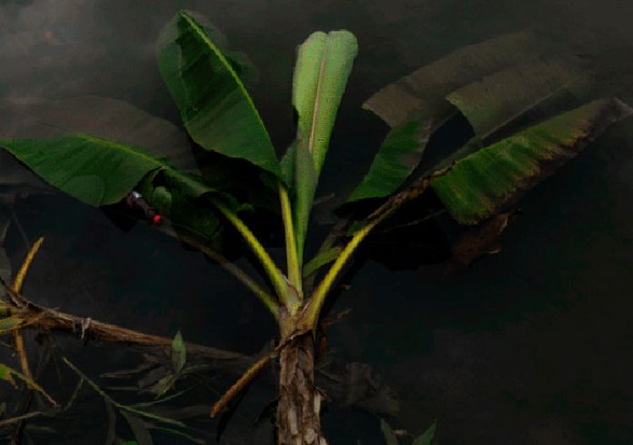 El resto es selva: Relatos de la expedición. Viaje sonoro que acompañado de instrumentos andinos y una experiencia visual. El resto es selva: Relatos de la expedición. Viaje sonoro que acompañado de instrumentos andinos y una experiencia visual.