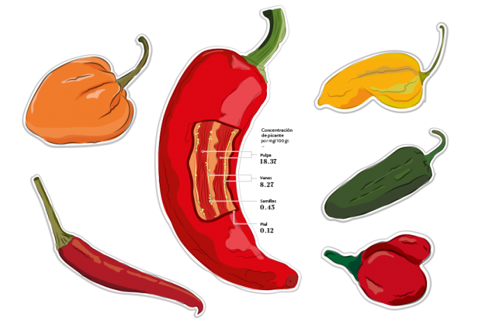 La Escala Scoville es la medida de picor de los ajíes. El picante en este fruto es dado por la capsaicina, un componente químico que estimula el receptor térmico en la piel. La Escala Scoville es la medida de picor de los ajíes. El picante en este fruto es dado por la capsaicina, un componente químico que estimula el receptor térmico en la piel.
