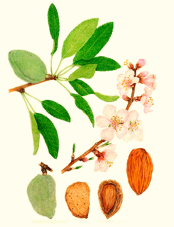 Las almendras son muy nutritivas. Aportan vitaminas como B1, B2, B3, B5, B6, B9 y E; y minerales como hierro, magnesio, fósforo, potasio y zinc. Las almendras son muy nutritivas. Aportan vitaminas como B1, B2, B3, B5, B6, B9 y E; y minerales como hierro, magnesio, fósforo, potasio y zinc.