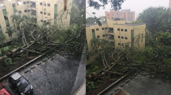 arbol-caido Envigado