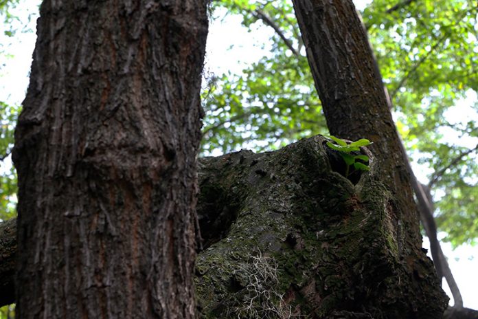 árboles caídos en El Poblado 352 árboles se han caído en El Poblado en 30 meses