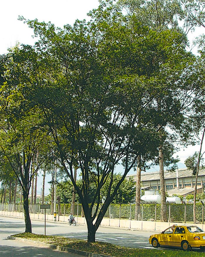Suribio - Árboles de El Poblado Suribio - Árboles de El Poblado