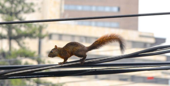 ardilla El Poblado