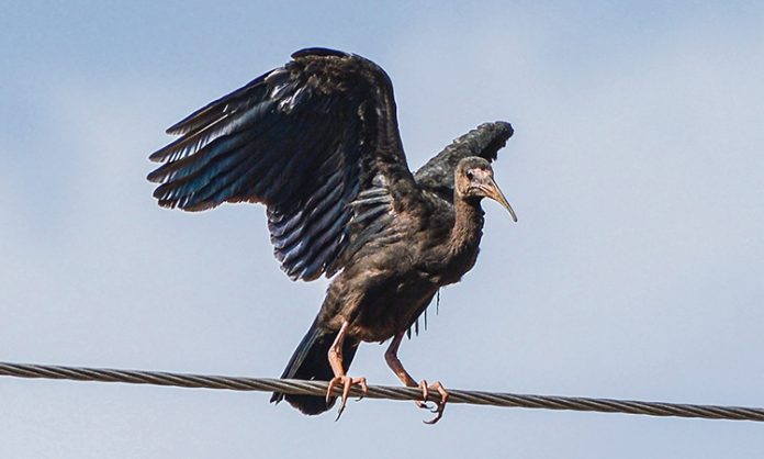 ave-ibis ibis