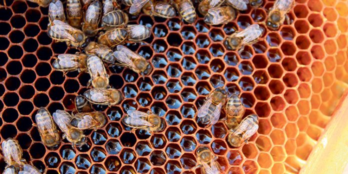 abejas