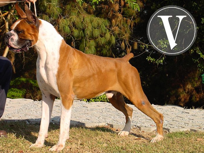 boxer-mascotas-6