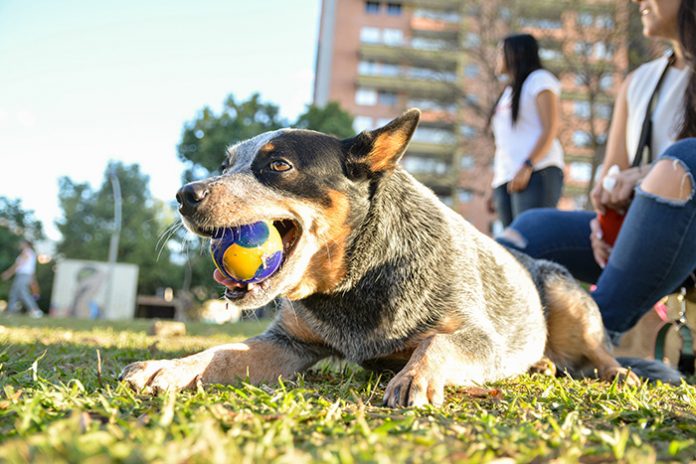 ciuda-de-rio-elparque-de-las-mascotas-15 alimentación para perros